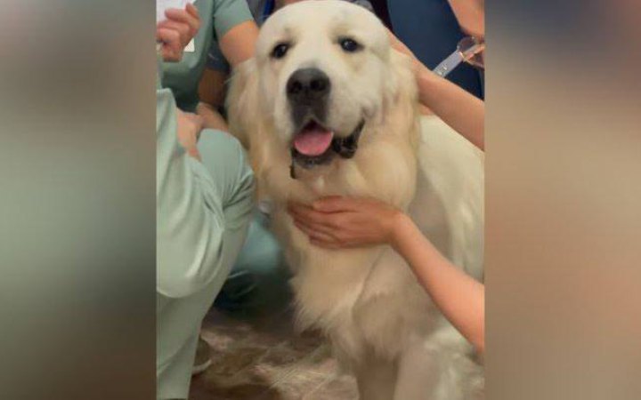 У Львівській дитячій лікарні почав працювати перший пес-терапевт 