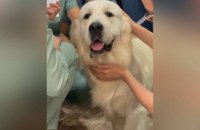 У Львівській дитячій лікарні почав працювати перший пес-терапевт 