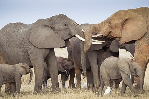 Африканских слонов признали исчезающим видом