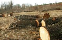 В Киевской области незаконно рубят лес