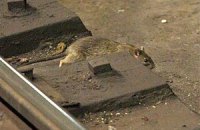 В нью-йоркском метро из-за крыс предложили запретить еду