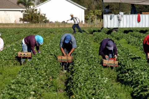 В Украину из стран-партнеров начали поступать запросы о сезонных рабочих
