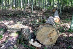 Киевсовет разрешил вырубить часть Беличанского леса ради дороги