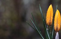 4 березня в Україні переважно без опадів, температура повітря місцями до 15° тепла