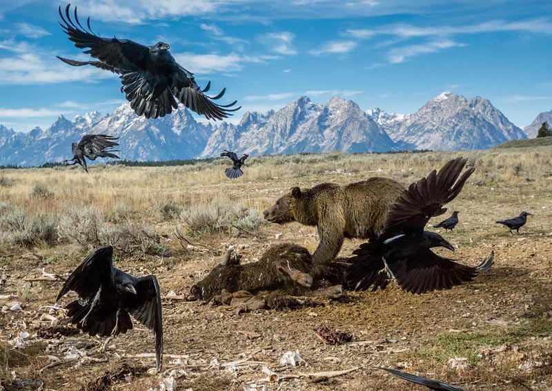 Гризлі відганяють воронів від туші бізона в національному парку Гранд-Тітон, США.