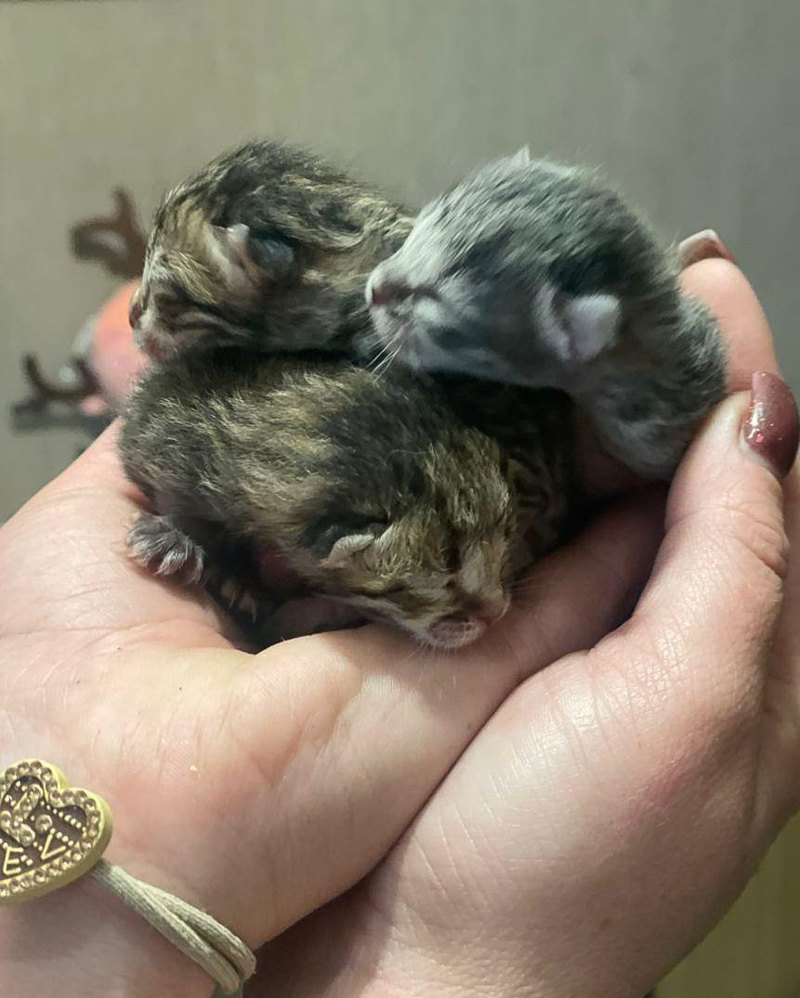 Кошенята, врятовані із завʼязаного пакета зі смітника.