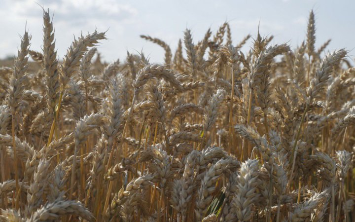 ​ЦНС: 7600 тонн пшениці відправили в один із російських портів із Маріуполя