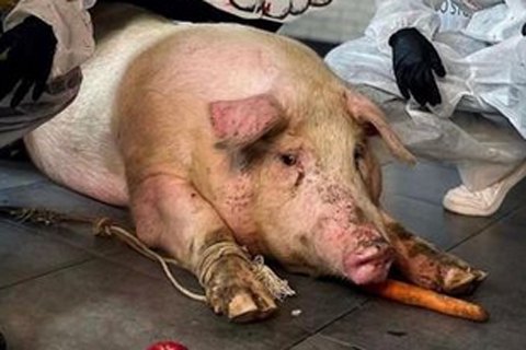 Киевский тату-салон решил сделать татуировку свиньи и попал в скандал