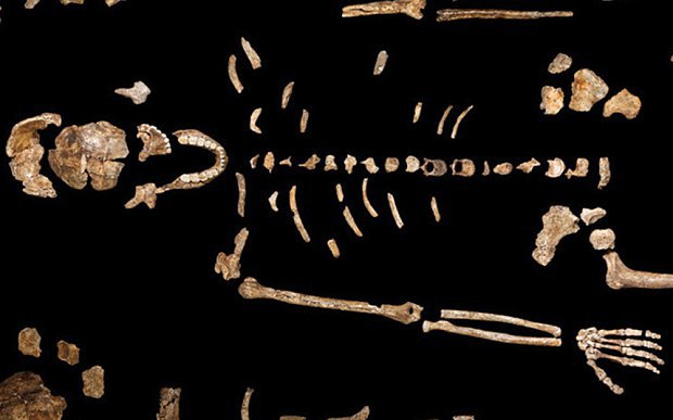 Найденные кости скелета Homo naledi