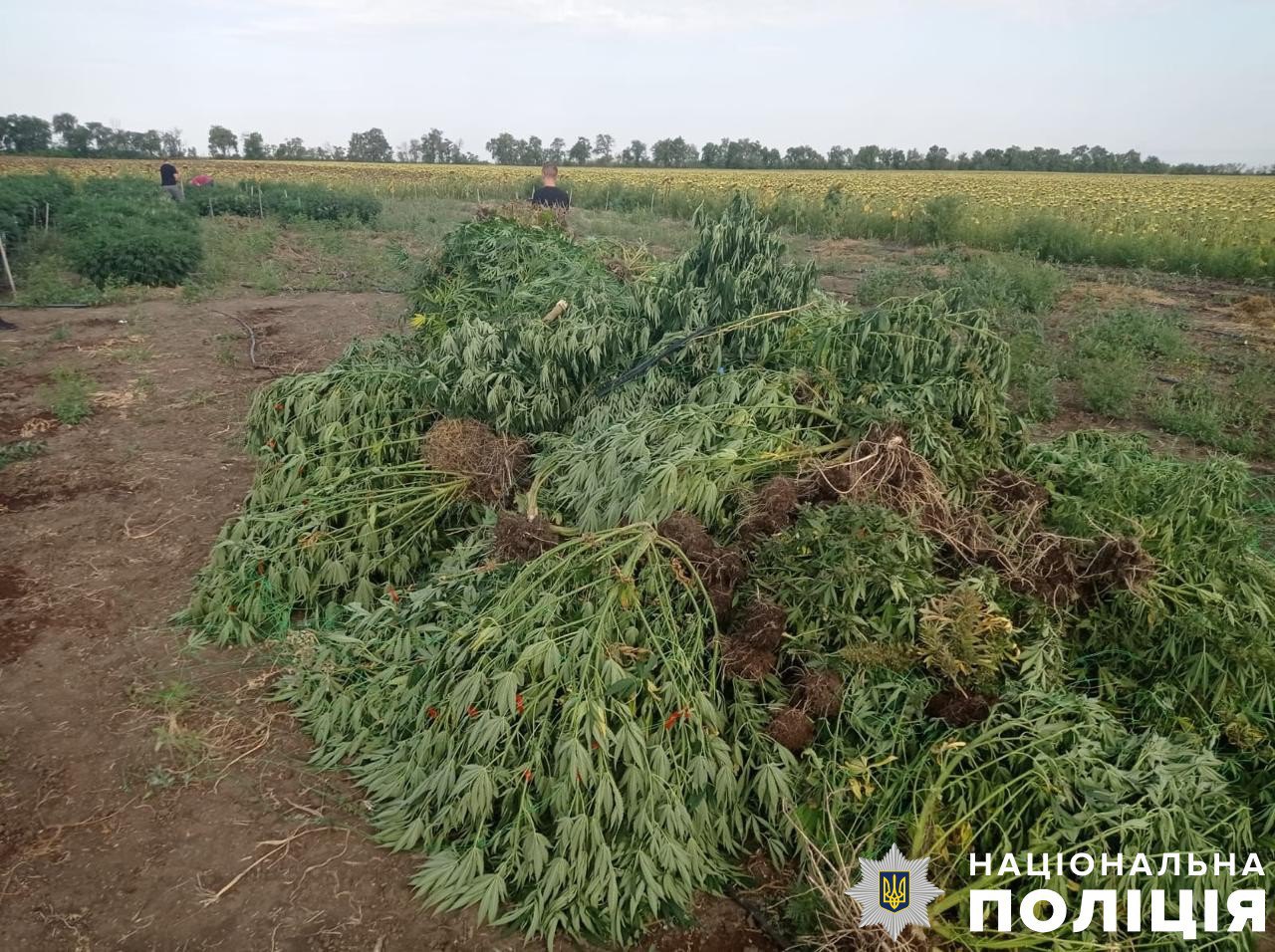 Поліцейські виявили на Херсонщині посіви коноплі 