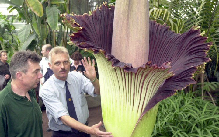 У Дортмунді невідомі викрали з ботсаду найсмердючішу квітку у світі