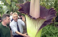 У Дортмунді невідомі викрали з ботсаду найсмердючішу квітку у світі