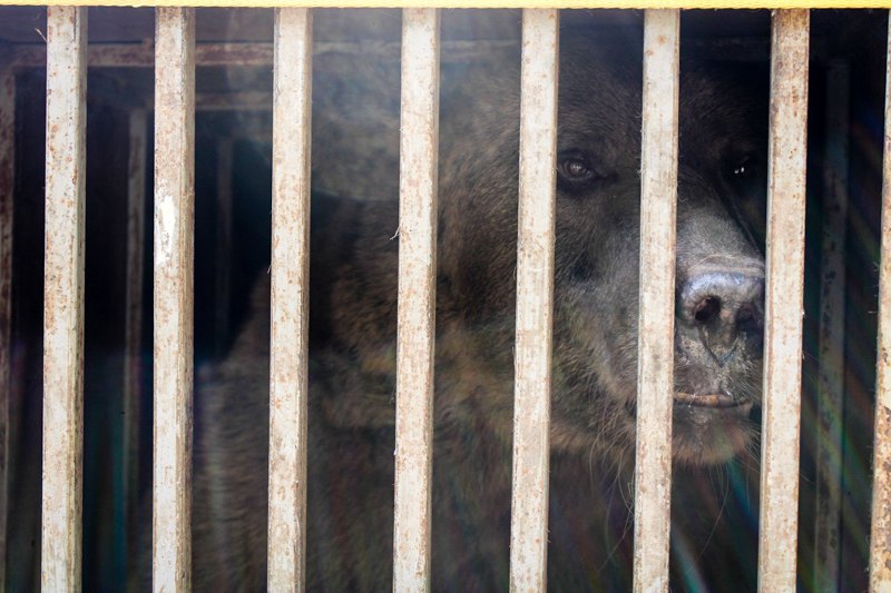 Бахмут, якого знайшли покинутим в Донецькій області