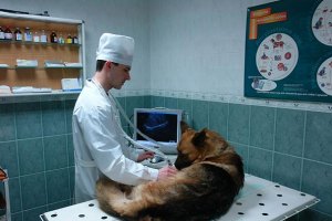 ​Ветеринарам запретили использвать обезабливающее