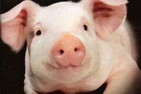 ​Из-за африканской чумы свиней в Одесской области закрылось сто свиноферм