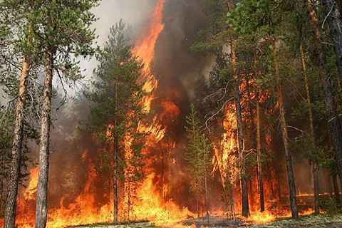 Площадь лесного пожара в Житомирской области выросла вдвое