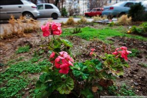 В Севастополе из-за теплой погоды распустились цветы
