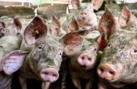 Китай може запровадити антидемпінгові заходи щодо імпорту свинини з ЄС