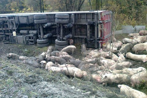 В Полтавской области в ДТП погибли 50 свиней