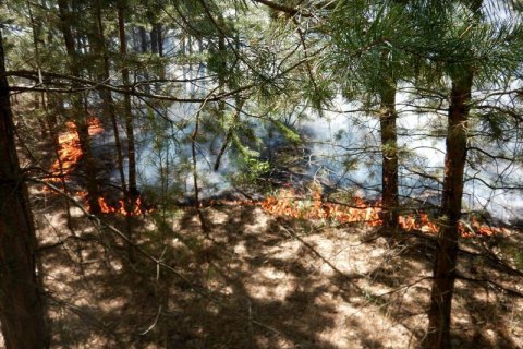 Из-за обстрела боевиков под Северодонецком загорелось 15 гектаров леса