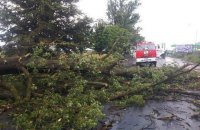 Во Львове из-за падения дерева в парке погибли мужчина и женщина