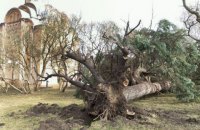 В Чернигове ураган вырывал с корнями деревья и сносил крыши