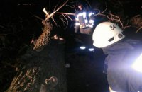 В Киевской области из-за падения дерева погибла женщина