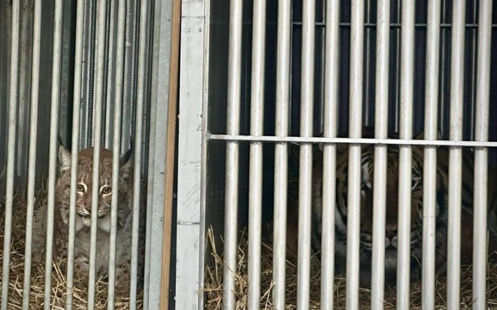 Київські митники оформили на виїзд із України тигра і рись: тварини поїхали в Великобританію та Бельгію