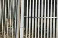 Київські митники оформили на виїзд із України тигра і рись: тварини поїхали в Великобританію та Бельгію