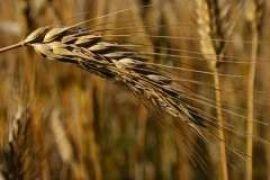 Кабмин намерен ввести квоту на продажу пшеницы 