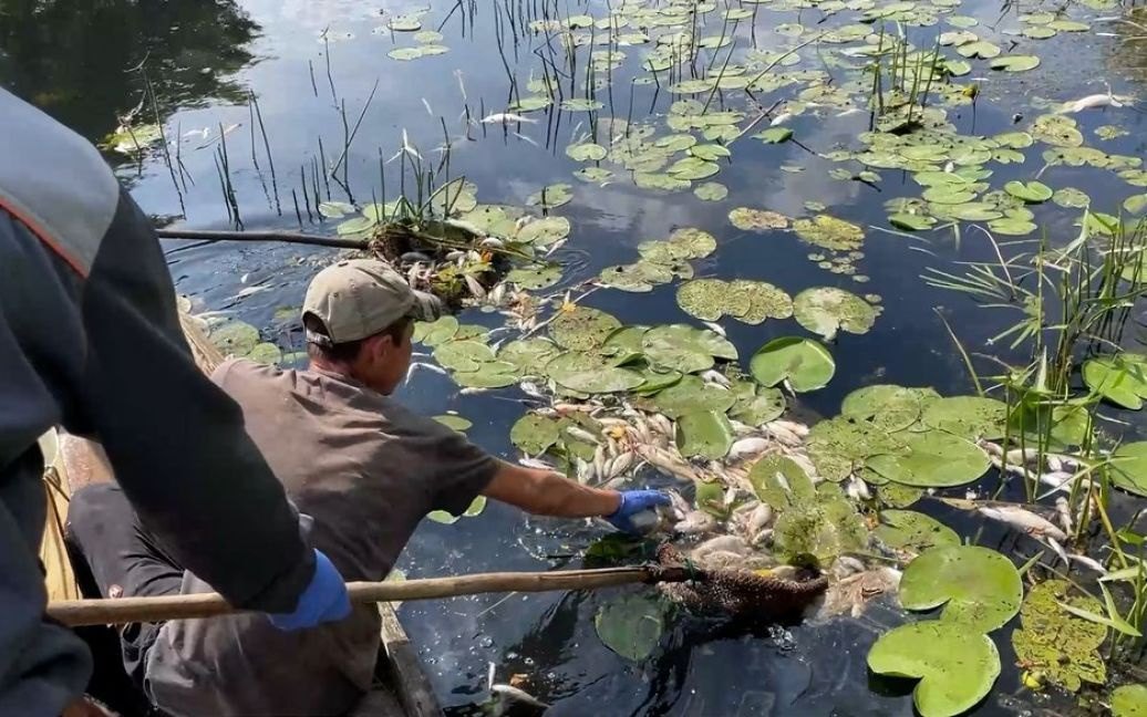 Збір і захоронення риби, яка загинула внаслідок масштабного забруднення водойми.