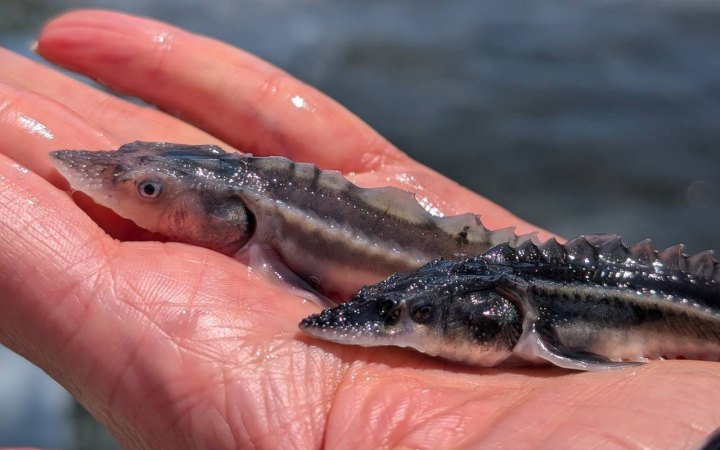 На Одещині провели масштабне зариблення вод Дунаю для відновлення популяції осетрових