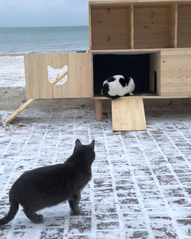 В Одессе на пляже установили домики для бездомных котов 3