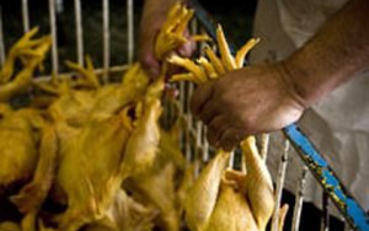 Бразилія оголосила про закінчення спалаху пташиного грипу і готується відновити експорт