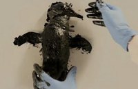 Greenpeace запустил кампанию с нефтяными отпечатками мертвых птиц