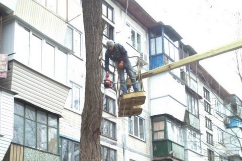 В Киеве в коммунальщика, который обрезал сухие ветки, выстрелили из окна соседнего дома 