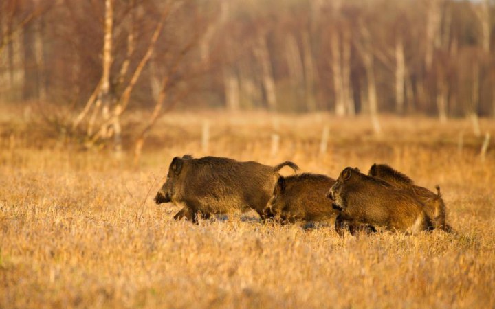 Естонія розглядає можливість виготовляти консерви для України з м’яса диких кабанів