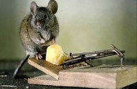 Росії не вистачає пасток для мишей на українських сирзаводах