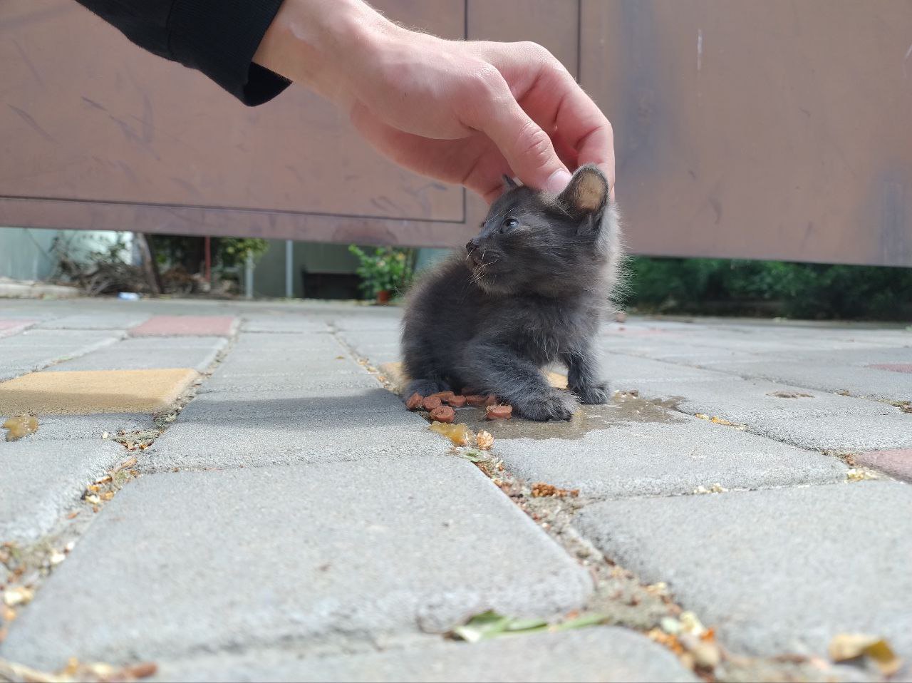 Евакуація тварин