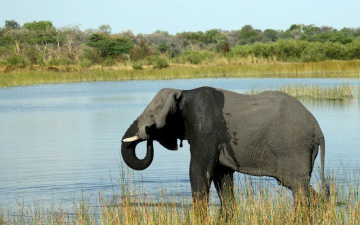 Ботсвана погрожує відправити до Німеччини 20 тисяч слонів через суперечку про мисливські трофеї