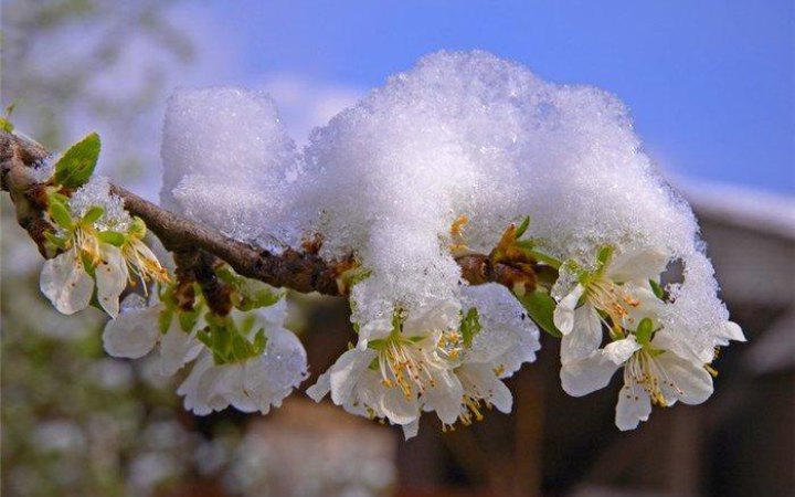 Укргідрометцентр попередив про заморозки на поверхні ґрунту та в повітрі