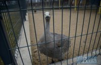 У Китаї страуси влаштували переполох на автомагістралі