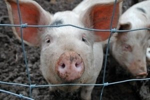 Киев собирается продать долю в свиноферме Новинского
