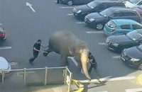 В Ирландии взбунтовалась цирковая слониха