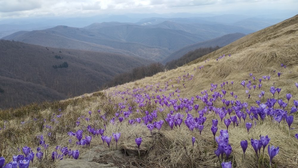 Апецька полонина.