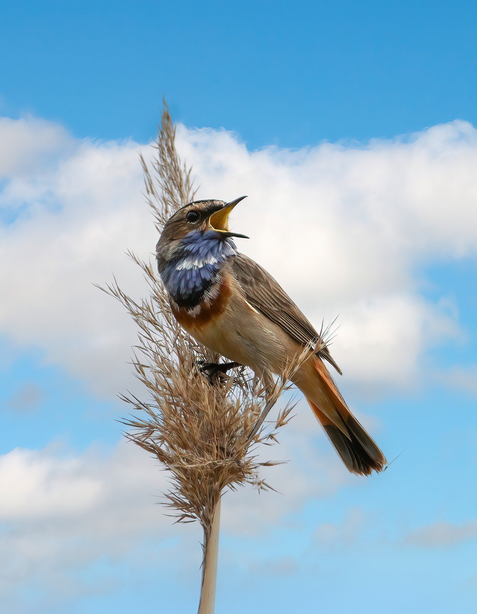 Синьошийка