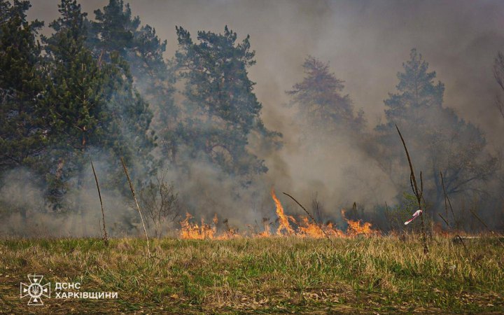 На Харківщині другу добу гасять масштабну лісову пожежу