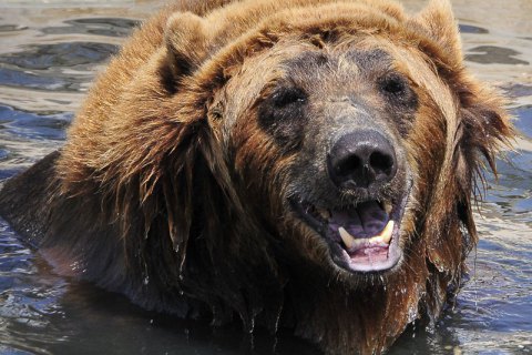 З притулку з-під Києва евакуювали сімох ведмедів 