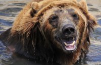 З притулку з-під Києва евакуювали сімох ведмедів 
