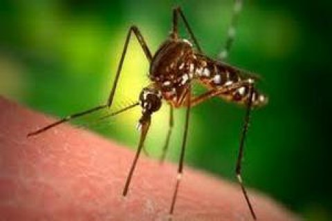 У Кропивницькому зафіксований другий з початку року випадок малярії